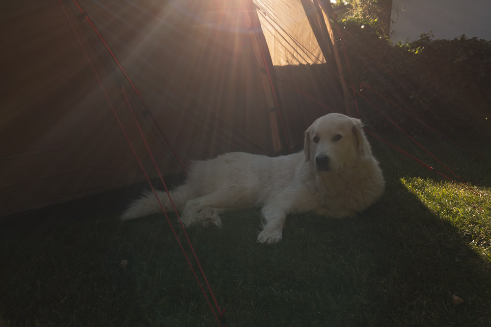 Pyrenäenberghund - Juli 2020 - Home-Camping