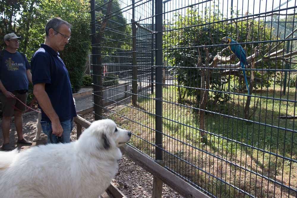 Pyrenäenberghund - 15./16. August 2020 - Zu Besuch bei Freddie und Besuch des Tiergartens Worms