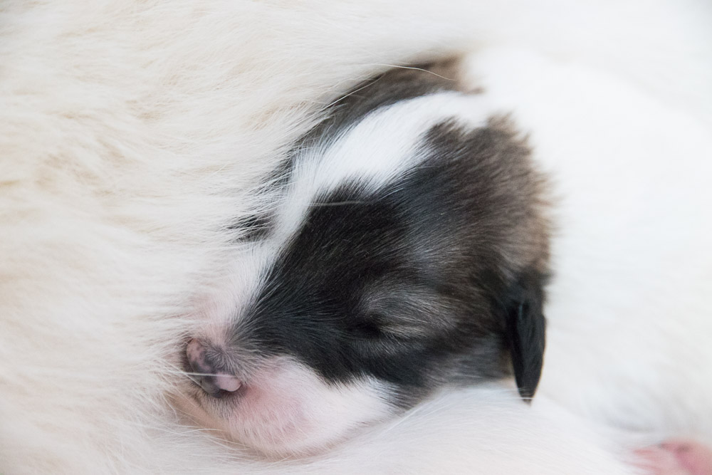 Pyrenäenberghund - 16. November 2020 - Die „G‘s“ sind zwei Wochen alt