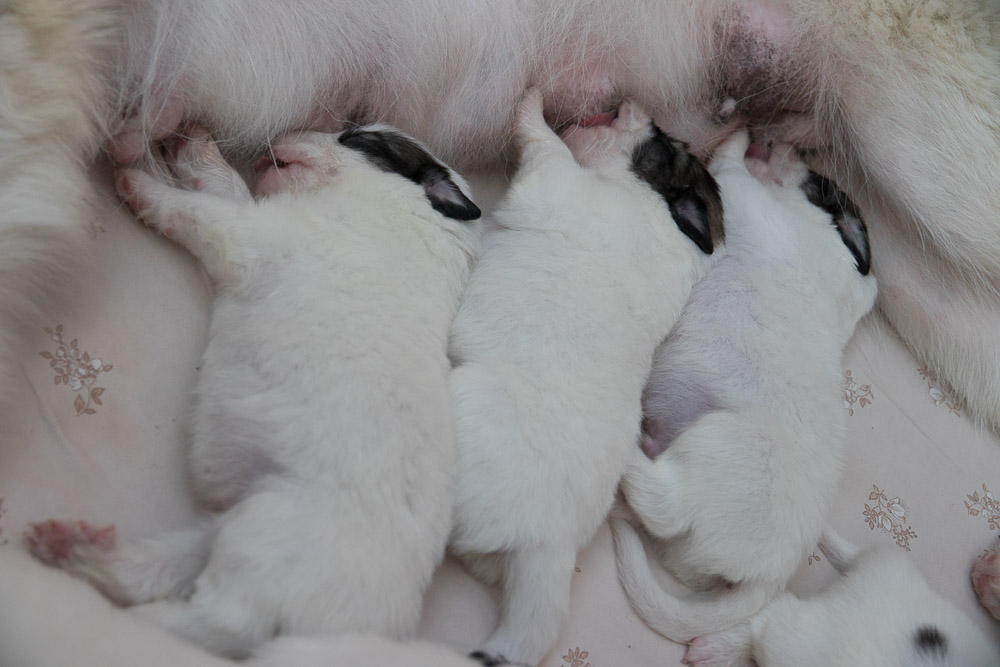 Pyrenäenberghund - 16. November 2020 - Die „G‘s“ sind zwei Wochen alt