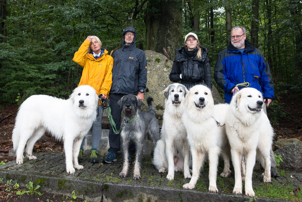 News und Bilder vom Pyrenäenberghund Welpentreffen 2020