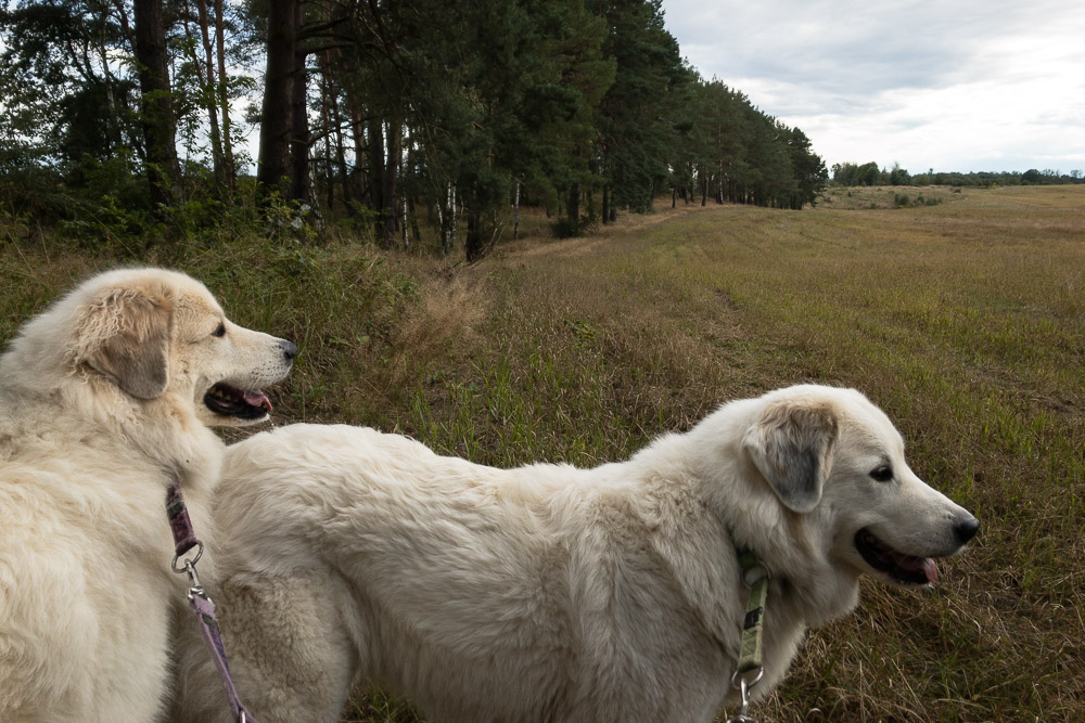 Pyrenäenberghund - 30. August bis 02. September 2020 - Wysoka/Polen