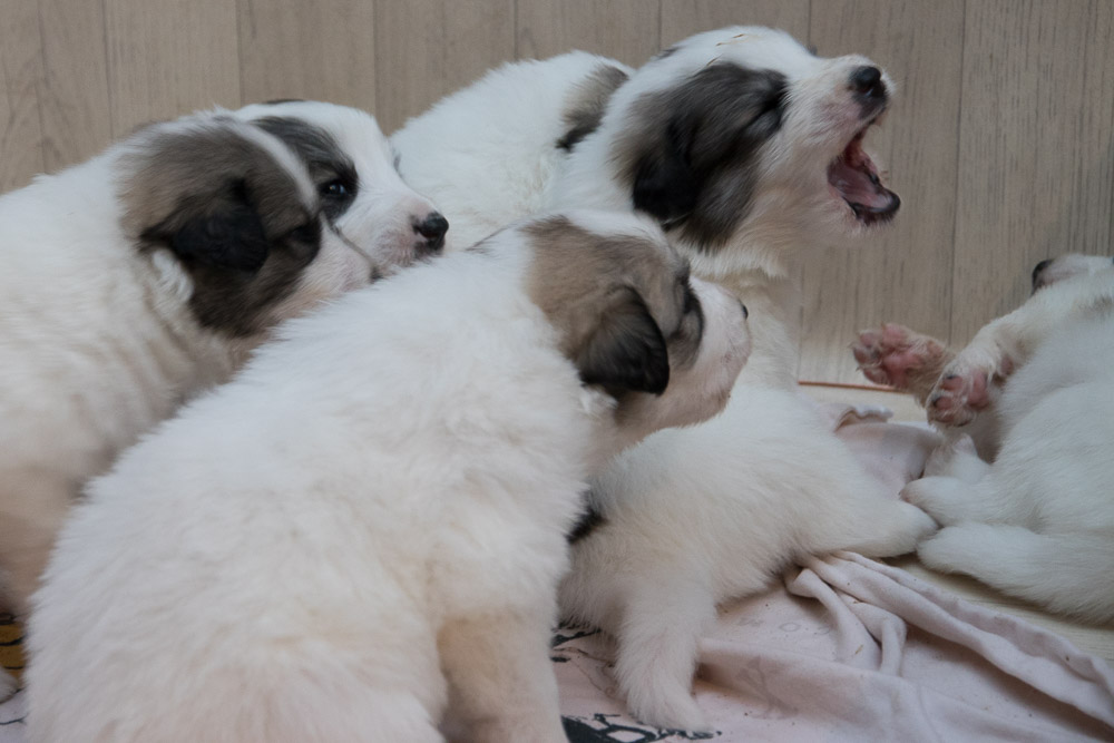 Pyrenäenberghund - 16. November 2020 - Die „G‘s“ sind drei Wochen alt