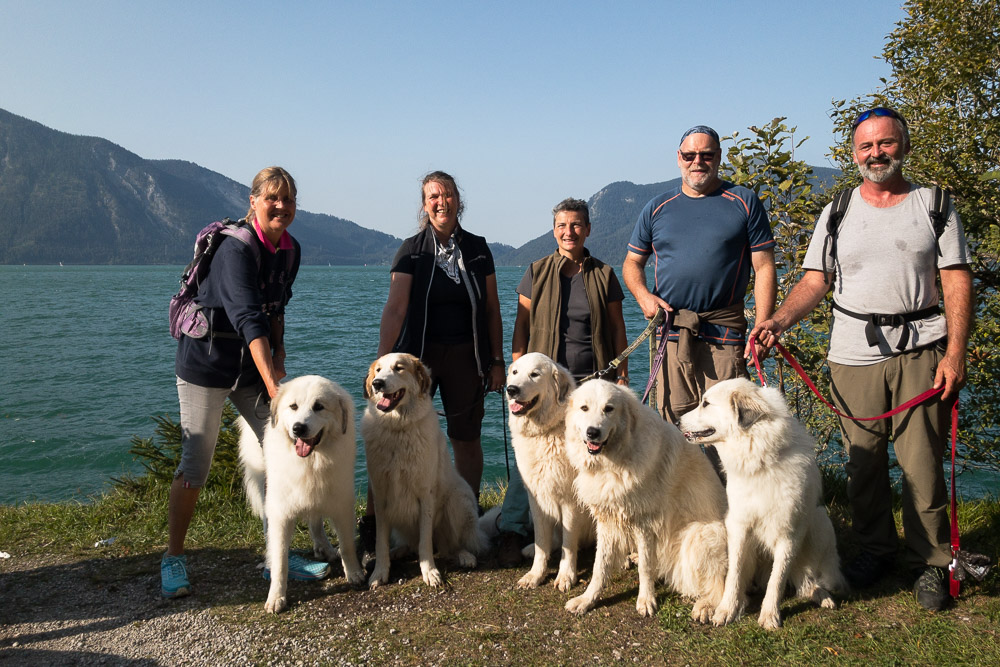 Pyrenäenberghund - 19. September 2020 - Spaziergang Walchensee