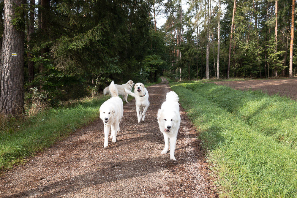 Pyrenäenberghund - 27. September 2020 - Spaziergang Steigerwald