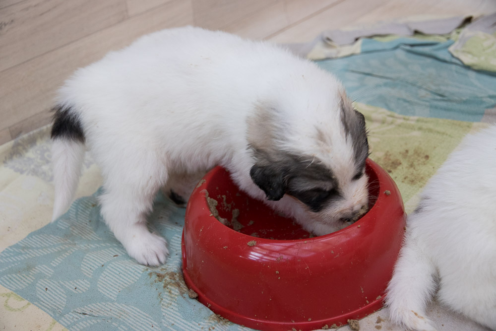 Pyrenäenberghund - 16. November 2020 - Die „G‘s“ sind vier Wochen alt