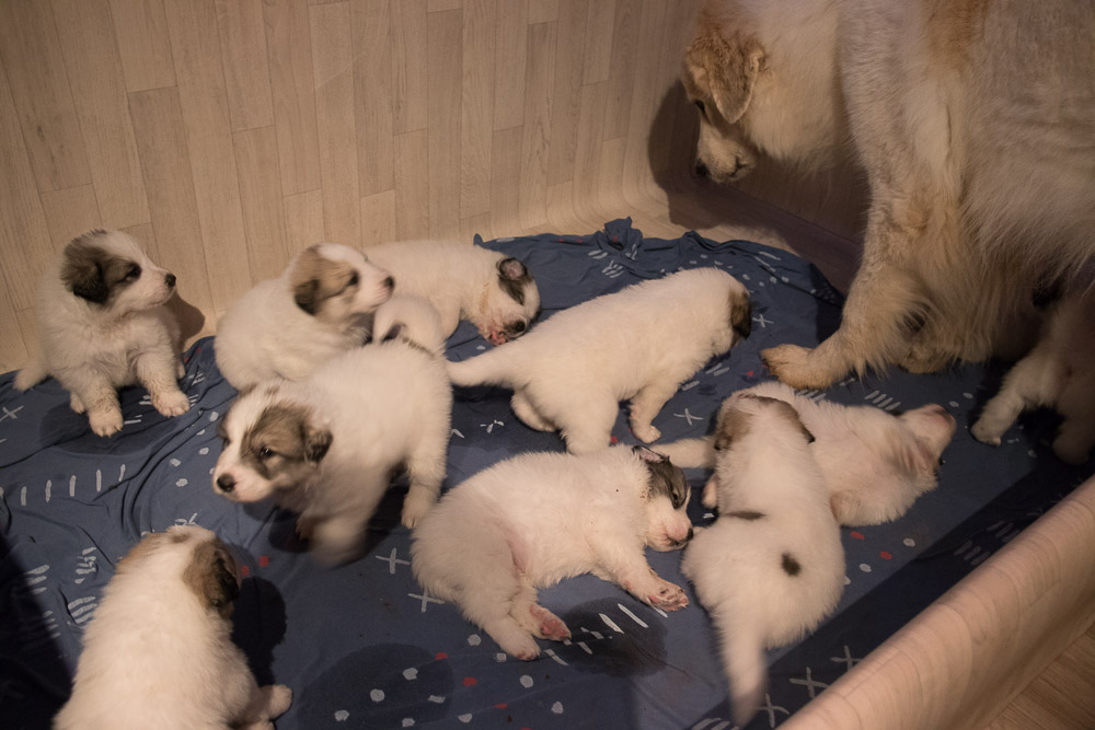 Pyrenäenberghund - 16. November 2020 - Die „G‘s“ sind vier Wochen alt