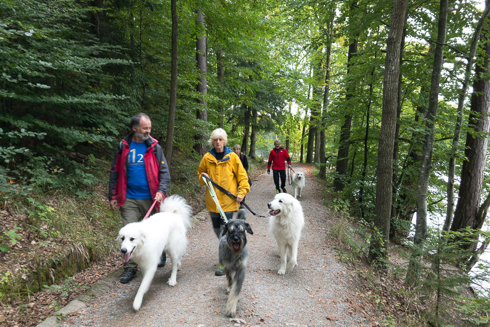 Pyrenäenberghund - 03. Oktober 2020 - Wanderung Büsnau bei Stuttgart
