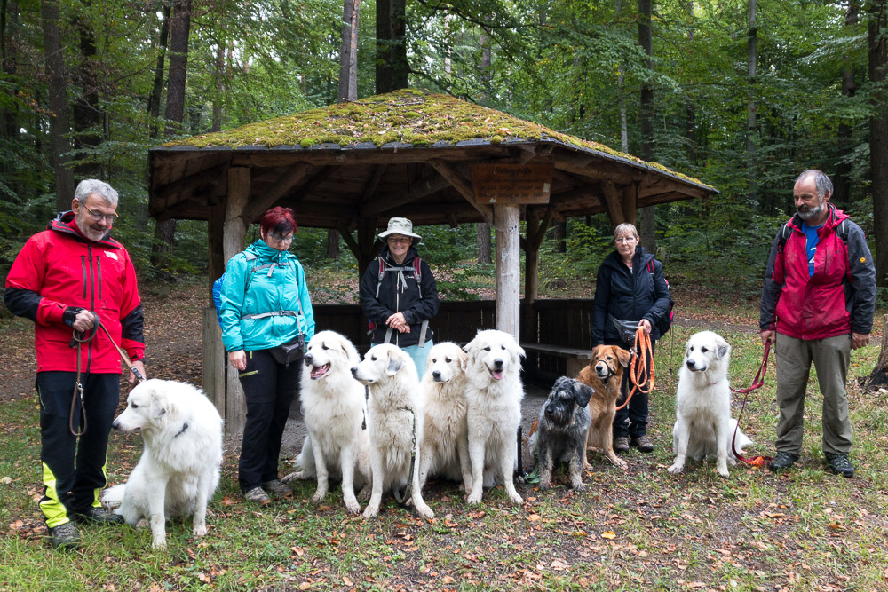 Pyrenäenberghund - 03. Oktober 2020 - Wanderung Büsnau bei Stuttgart - Gruppenbild