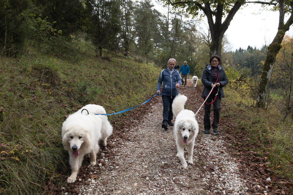 Pyrenäenberghund - Wanderung Sanspeareil 2020