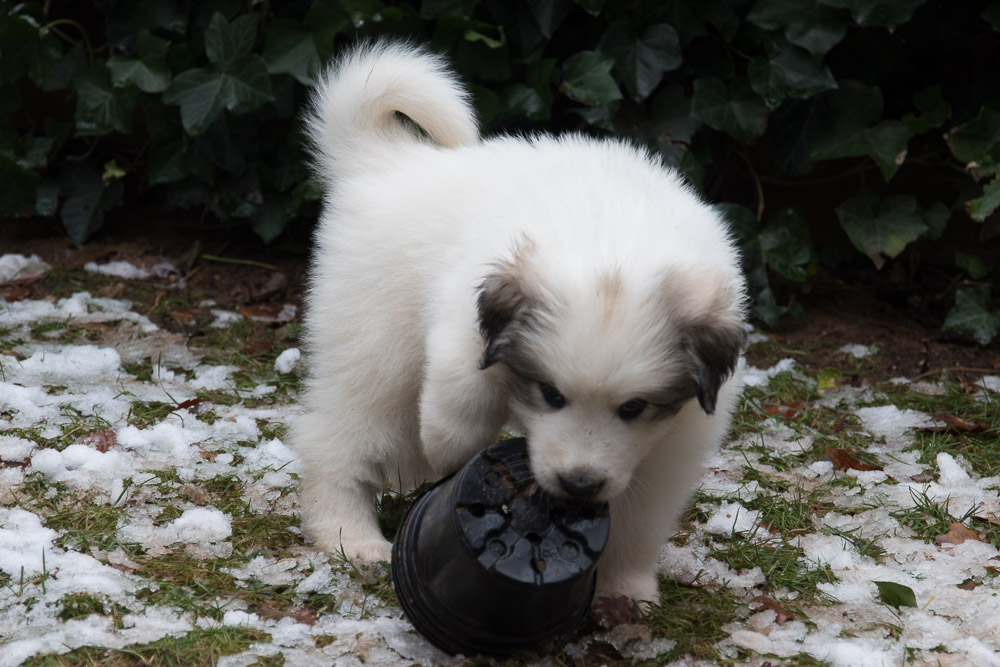 Pyrenäenberghund - 14. Dezember 2020 - Die „G‘s“ sind sechs Wochen alt
