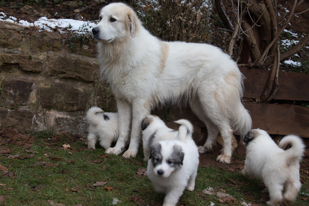 Pyrenäenberghund - 14. Dezember 2020 - Die „G‘s“ sind sechs Wochen alt - Gruppenbild
