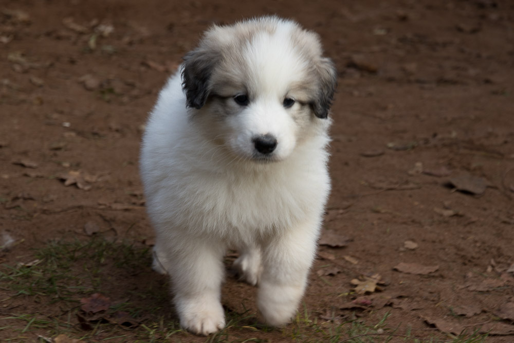 Pyrenäenberghund - 14. Dezember 2020 - Die „G‘s“ sind sechs Wochen alt