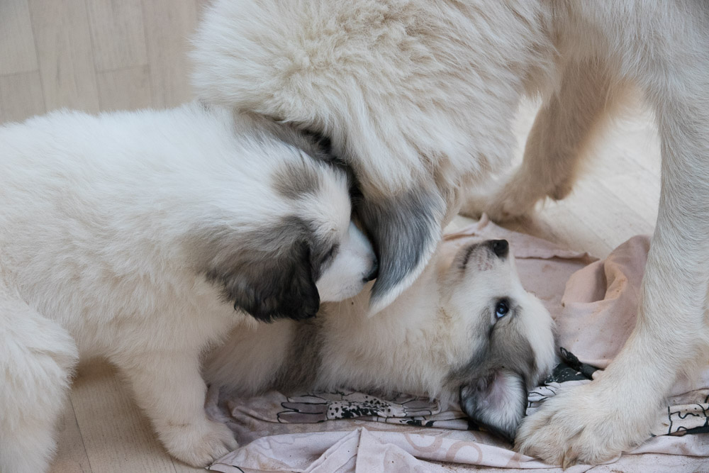 Pyrenäenberghund - 21. Dezember 2020 - Die „G‘s“ sind sieben Wochen alt