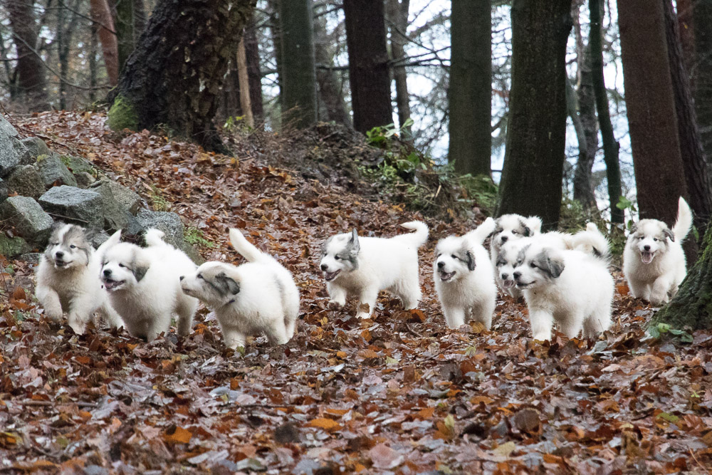 Pyrenäenberghund - 21. Dezember 2020 - Die „G‘s“ sind sieben Wochen alt - Gruppenbild