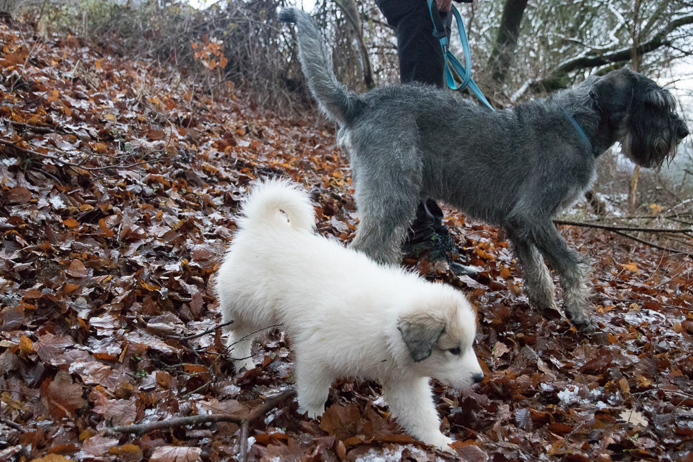 Pyrenäenberghund - 25. Dezember 2020 - Besuch von Fuhur und Sam