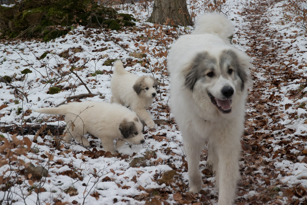 Pyrenäenberghund - 28. und 29. Dezember 2020 - Besuch von Halbbruder Filip - Gruppenbild