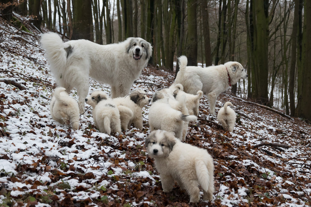 Pyrenäenberghund - 28. und 29. Dezember 2020 - Besuch von Halbbruder Filip