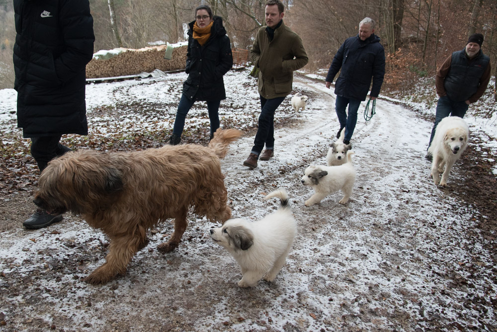 Pyrenäenberghund - 30. Dezember 2020 - Besuch von Briard Brioche