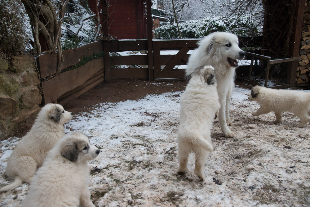 Pyrenäenberghund - 01. Januar 2021 - Besuch von Halbbruder Fuchur und „Onkel“ Sam