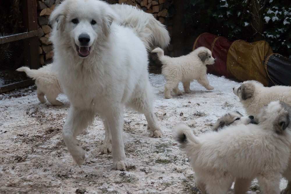Pyrenäenberghund - 01. Januar 2021 - Besuch von Halbbruder Fuchur und „Onkel“ Sam