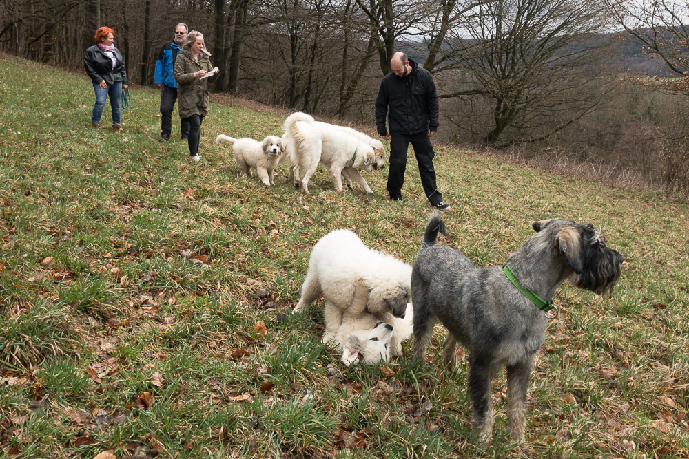 Pyrenäenberghund - F-Wurf März 2019