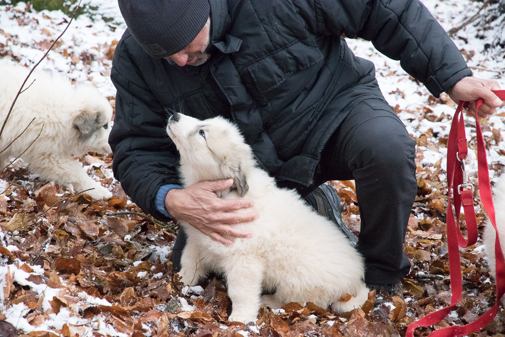 Pyrenäenberghund - 03. Januar 2021 - Besuch von Großonkel Hadrien und dessen Tochter Dina