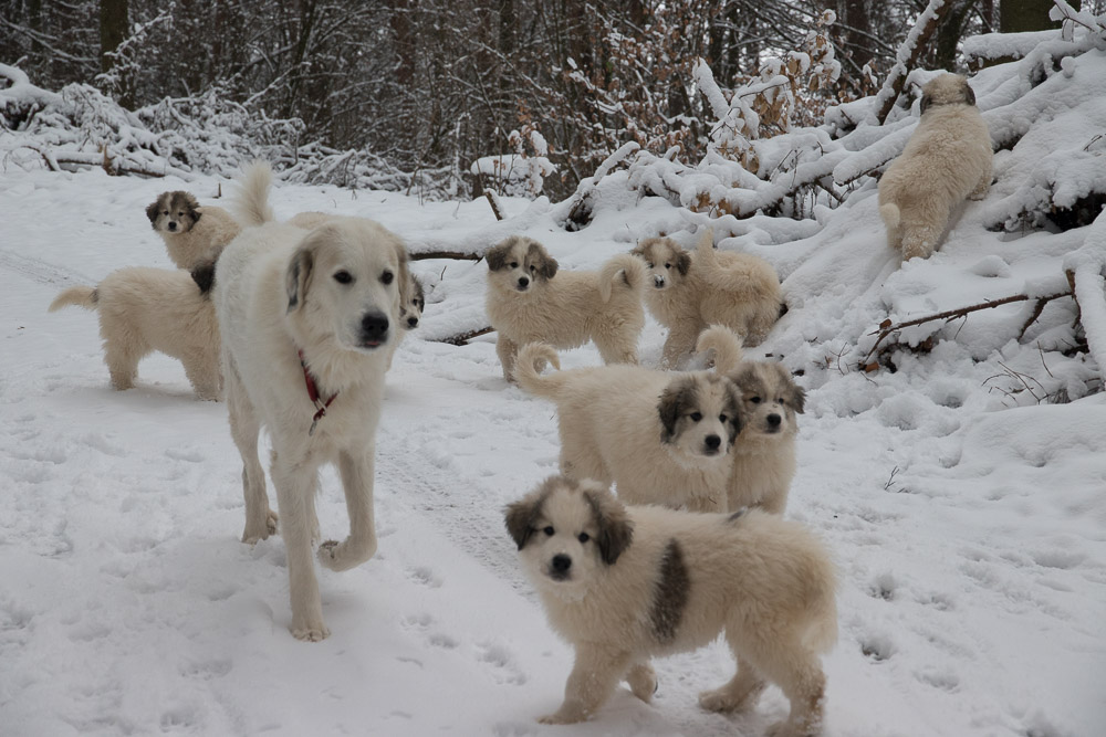 Pyrenäenberghund - 11. Januar 2021 - Die G‘s sind zehn Wochen alt - Gruppenbild