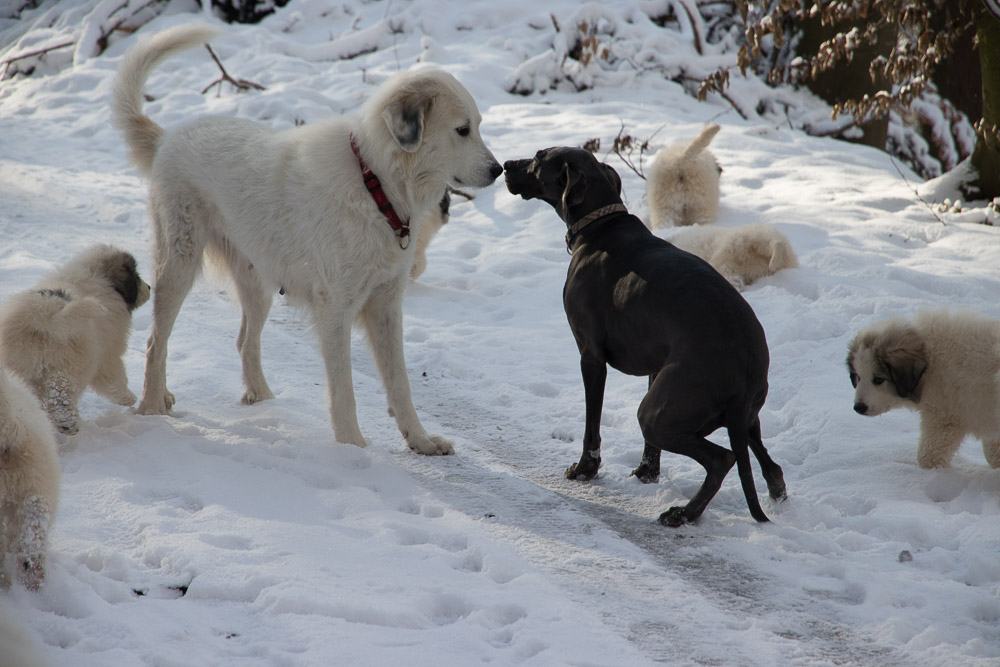 Pyrenäenberghund - 09. Januar 2021 - Besuch von Fee - Gruppenbild