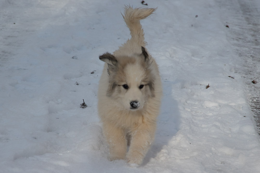 Pyrenäenberghund - 09. Januar 2021 - Besuch von Fee