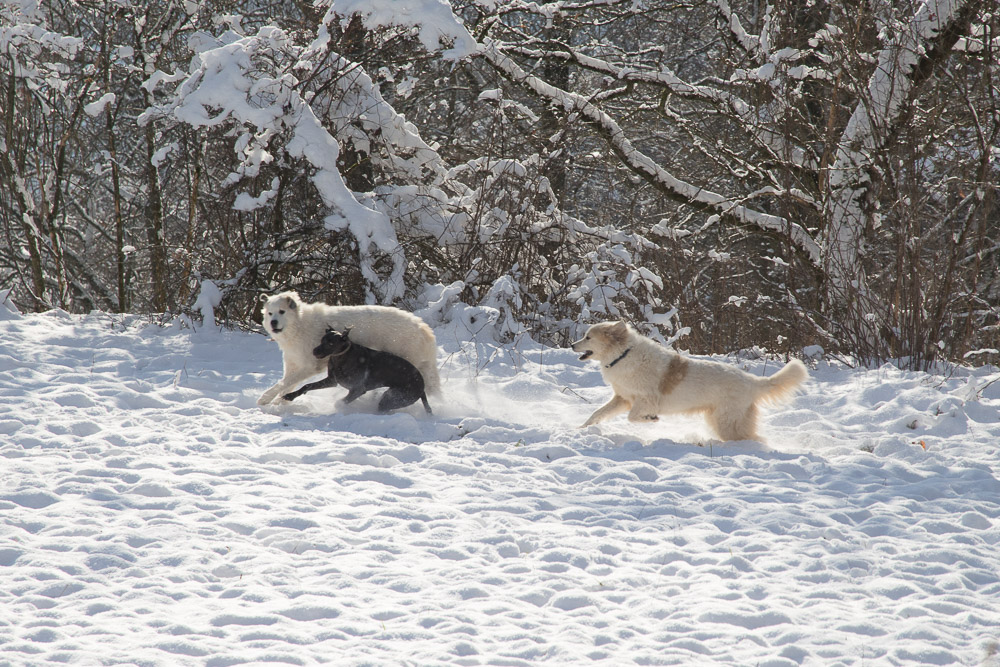 Pyrenäenberghund - 09. Januar 2021 - Besuch von Fee