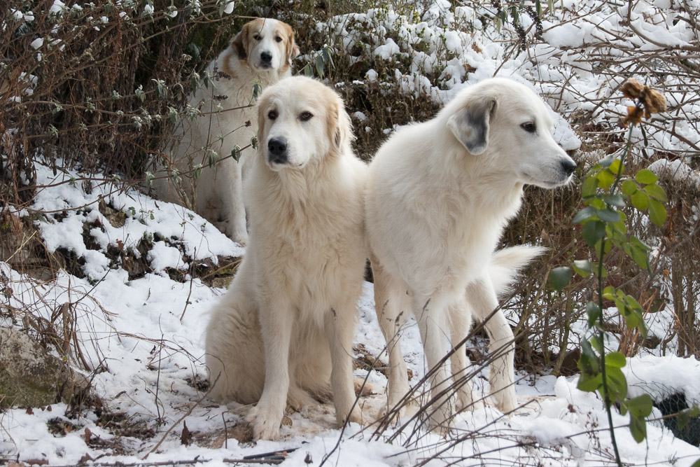 Pyrenäenberghund - 10. Januar 2021 - Besuch von Tante Emmi - Gruppenbild