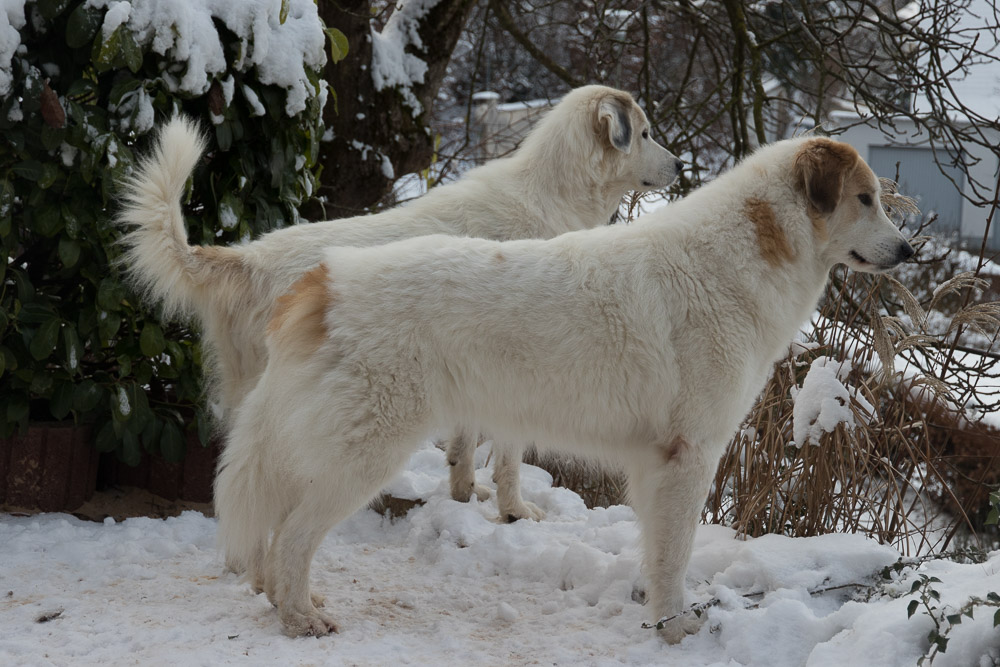 Pyrenäenberghund - 10. Januar 2021 - Besuch von Tante Emmi