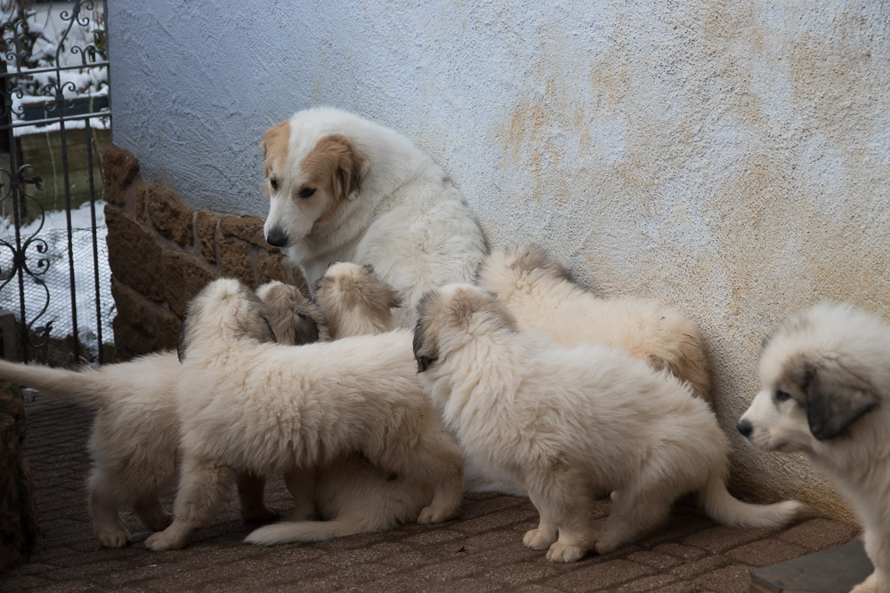 Pyrenäenberghund - 10. Januar 2021 - Besuch von Tante Emmi