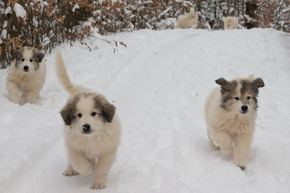 Pyrenäenberghund - 10. Januar 2021 - Besuch von Großonkel Hadrien und dessen Tochter Dina