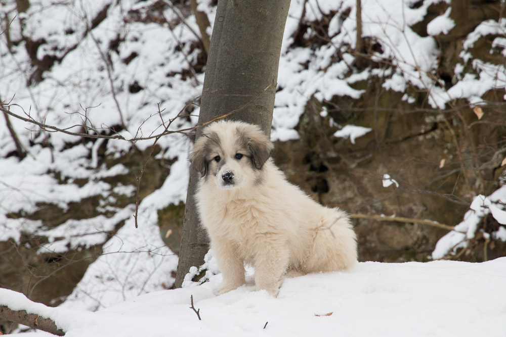 Pyrenäenberghund - 11. Januar 2021 - Die G‘s sind zehn Wochen alt