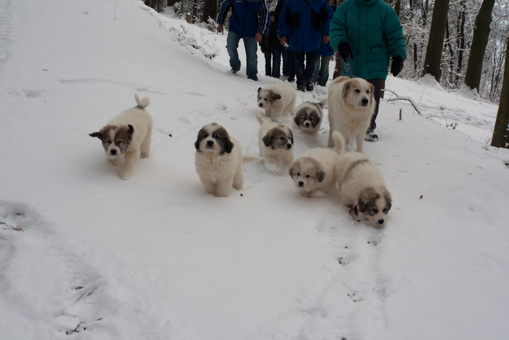 Pyrenäenberghund C-Wurf - Ausflug im Schnee