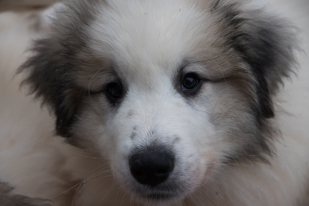 Pyrenäenberghund - 23. Januar 2021 - Die Abreise von sechs Welpen