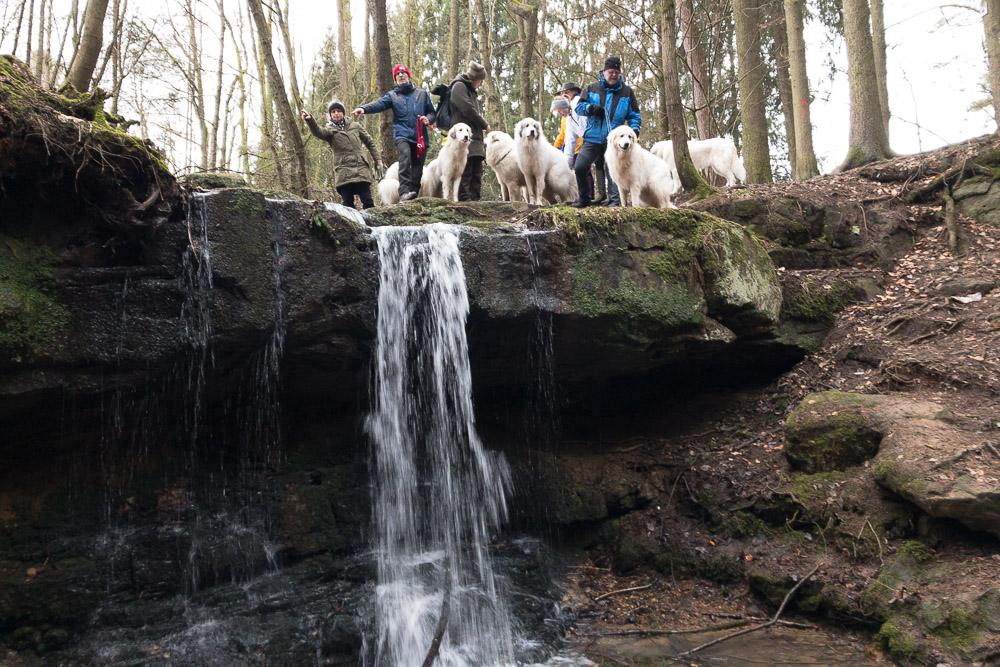 Pyrenäenberghund - 06. Februar 2022 - Spaziergang bei Kronach (Pfersach-Wasserfall – Felsenlabyrinth Ebneth)