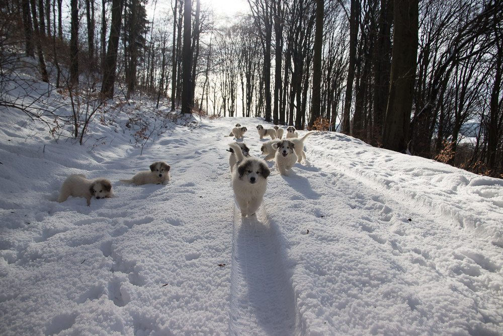 Pyrenäenberghund - 22. Januar 2021 - Der letzte Spaziergang mit der ganzen Meute bei wunderbaren Winterwetter