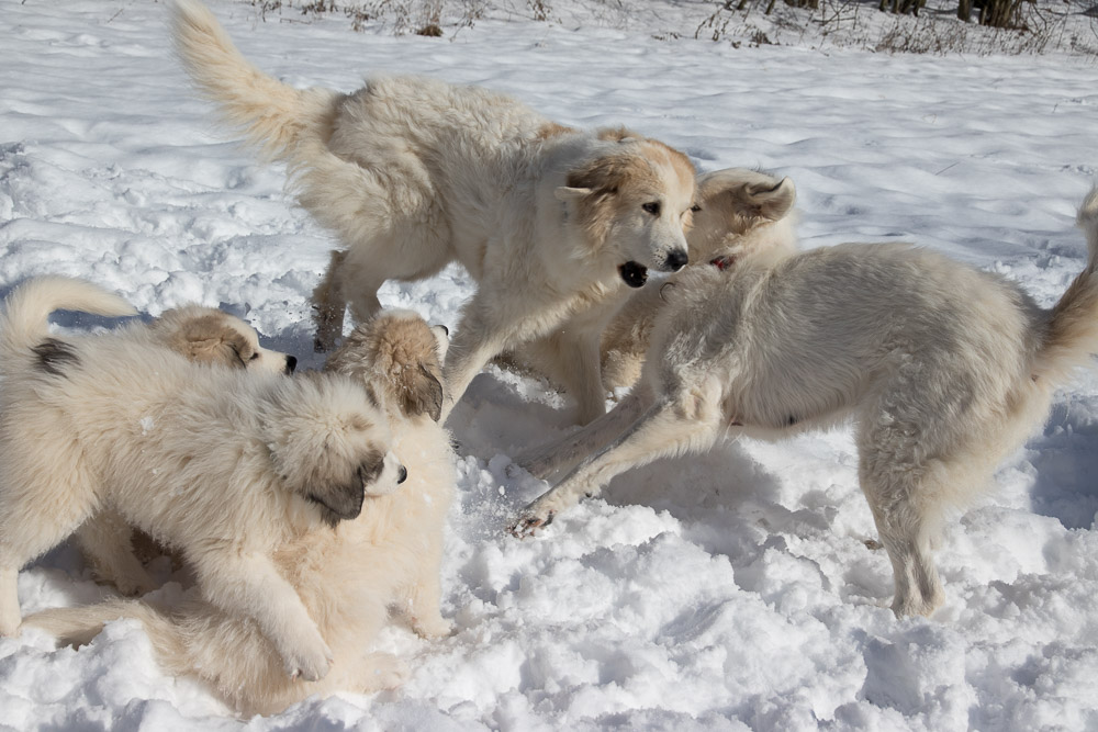 Pyrenäenberghund - 22. Januar 2021 - Der letzte Spaziergang mit der ganzen Meute bei wunderbaren Winterwetter