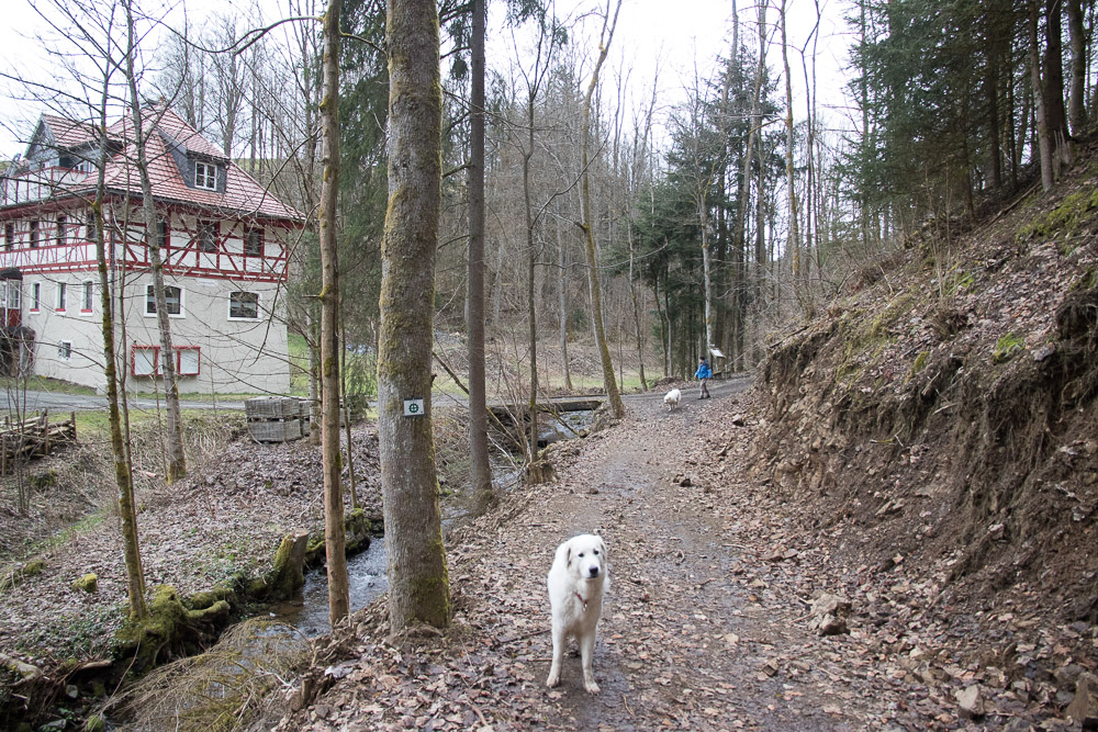 Pyrenäenberghund - 12. April 2021 - Zu Besuch bei Gaspard