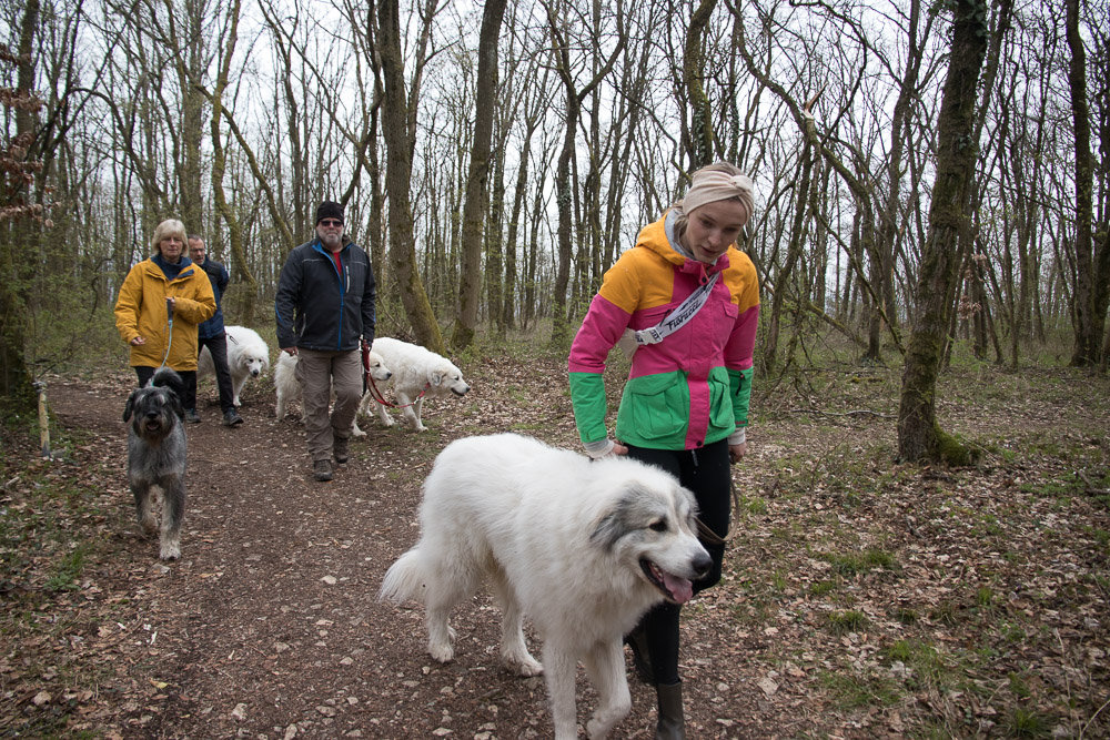 Pyrenäenberghund - 17. April - 2021 Spaziergang bei Forchheim