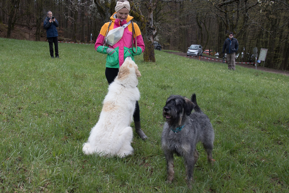 Pyrenäenberghund - 17. April - 2021 Spaziergang bei Forchheim