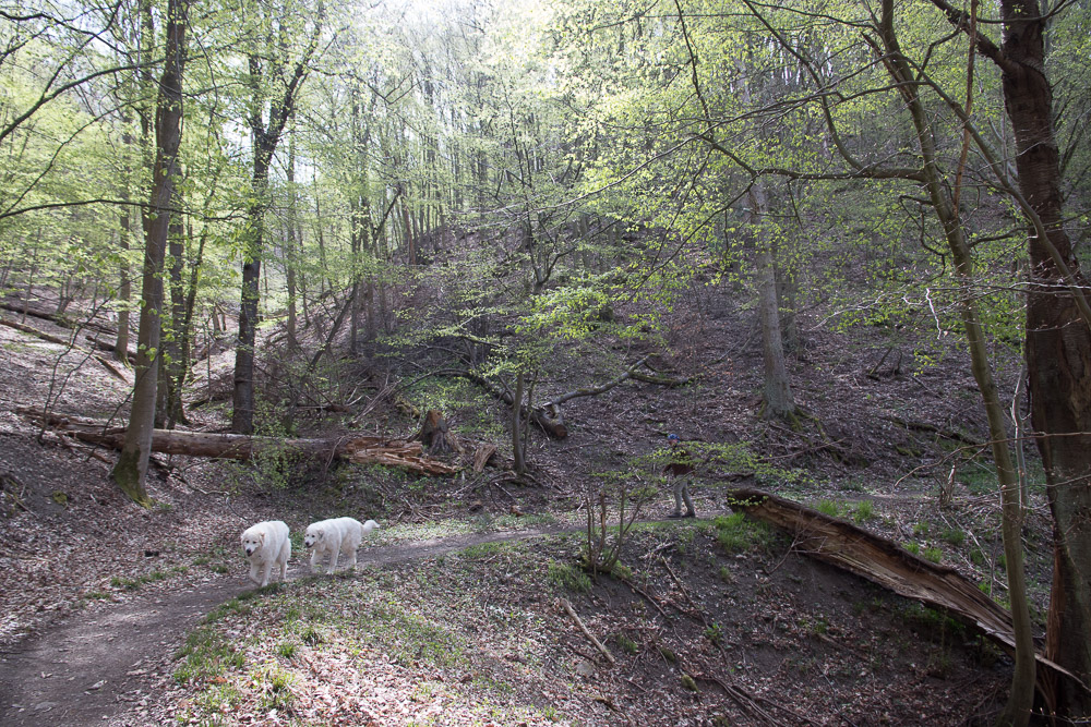 Pyrenäenberghund - 02./04. Mai 2021 - Zwei Wandertage auf dem Ahrsteig