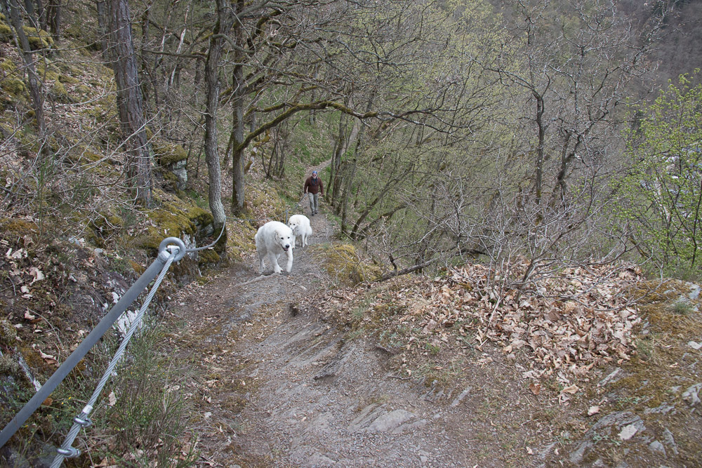 Pyrenäenberghund - 02./04. Mai 2021 - Zwei Wandertage auf dem Ahrsteig