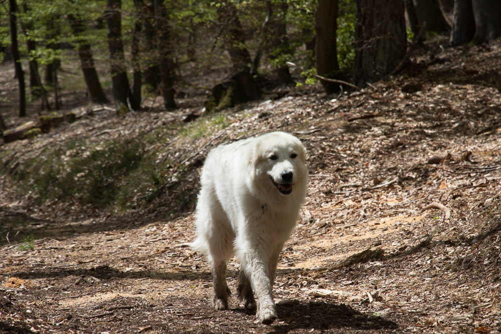 Pyrenäenberghund - 05. Mai 2021 - Zu Besuch bei Gustave