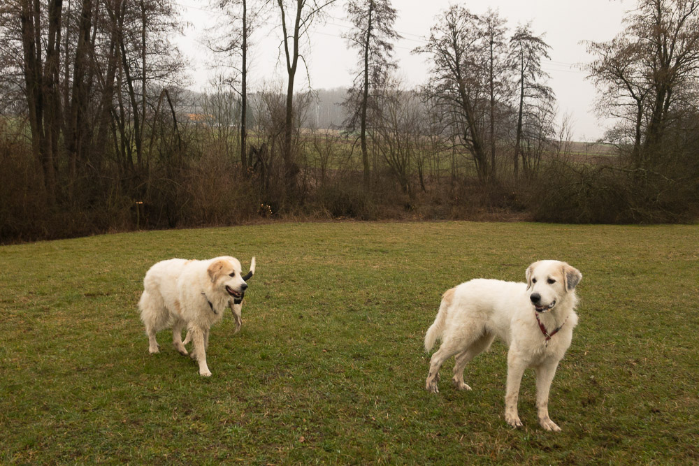 Pyrenäenberghund - 06. Februar 2021 - Zu Besuch bei Gaston und Brioche