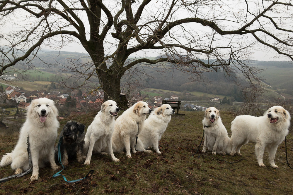 Pyrenäenberghund - 07. Februar 2021 - Hundespaziergang Königshofen - Gruppenbild