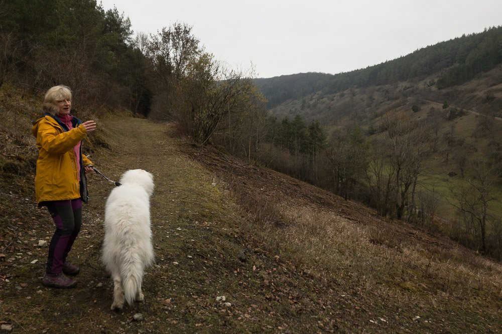 Pyrenäenberghund - 07. Februar 2021 - Hundespaziergang Königshofen